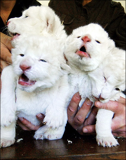 The 30-odd white lions 